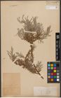Foto von Salix wilhelmsiana M. Bieb.